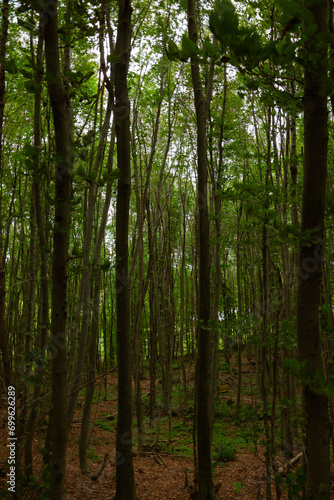 Fototapeta Naklejka Na Ścianę i Meble -  Tall trees in lush forest. Carbon neutrality concept vertical photo
