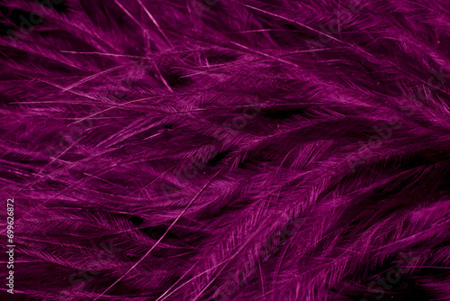 purple litle feather macro foto