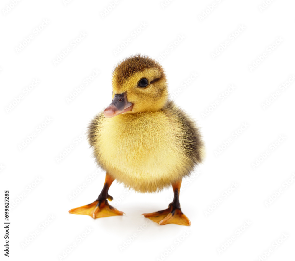 One yellow duck. One yellow duck.