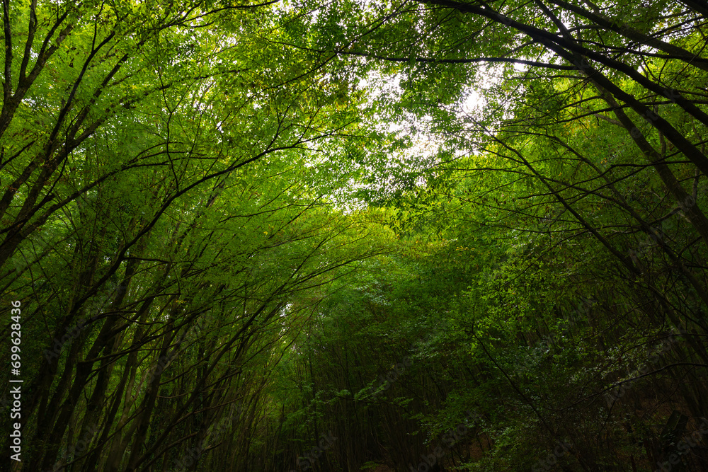 Lush green forest view from inside the forest. Carbon neutrality concept Lush green forest view from inside the forest. Carbon neutrality concept