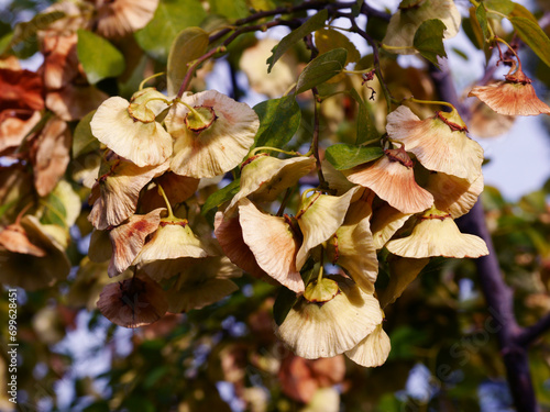 Golden Paliurus spina-christi flowers with green background