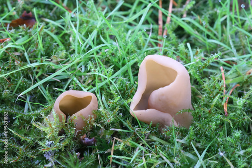 Otidea alutacea, a cup fungus from Finland, no common English name photo