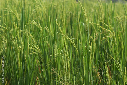 paddy rice field, close up paddy