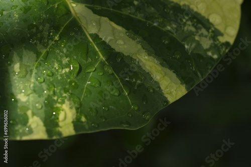 Photo background , water drop or dew on yellow green leaf . Embun photo