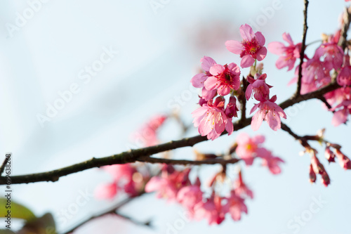 Prunus campanulata branch photo