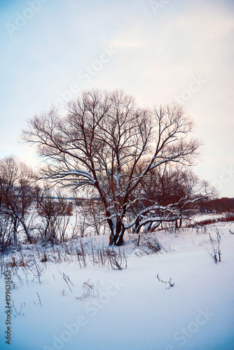 Beautiful winter landscape with lonely tree on snow-covered field