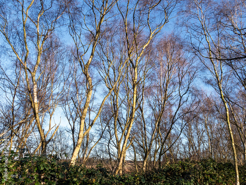 Silver birch trees in winter sunlight with a blue sky