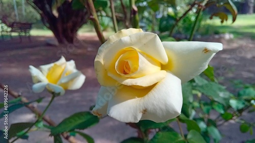 Close-up fresh yellow rose on a rose bush