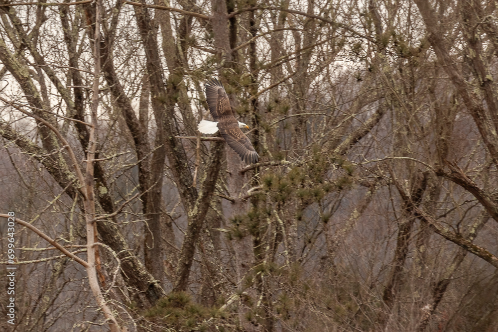 Bald Eagle flies acrros the river in the Delaware Water Gap National Recreation Area Bald Eagle flies acrros the river in the Delaware Water Gap National Recreation Area