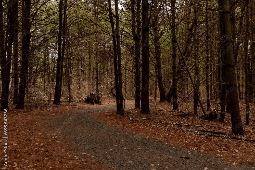 Grove of pine trees on the McDade Trail in the Delaware Water Gap National Recreation Area