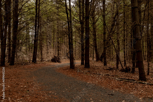 Grove of pine trees on the McDade Trail in the Delaware Water Gap National Recreation Area