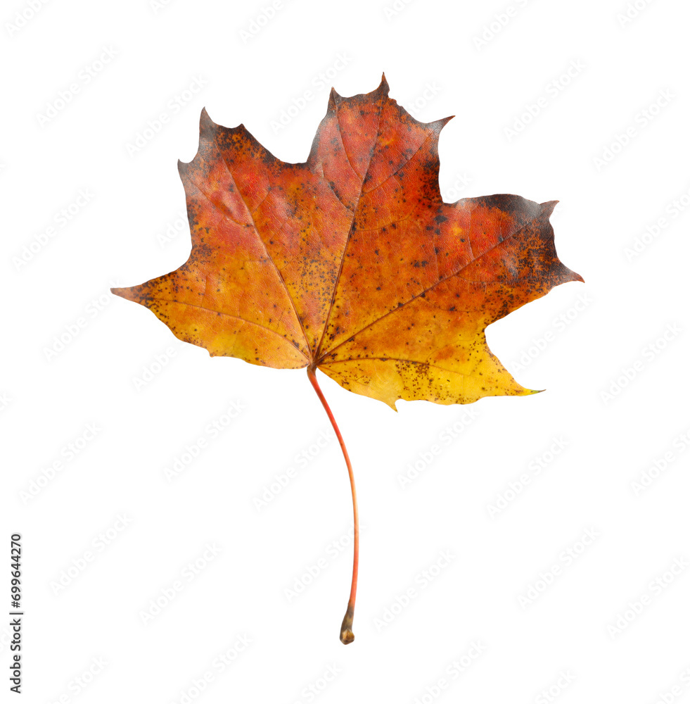Fototapeta premium One maple leaf isolated on white. Autumn season