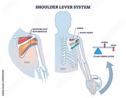 Shoulder lever system for shoulder and upper body movement outline diagram. Labeled educational scheme with rotator cuff sits muscles, force, pivot point or load vector illustration. Medical arm flex photo
