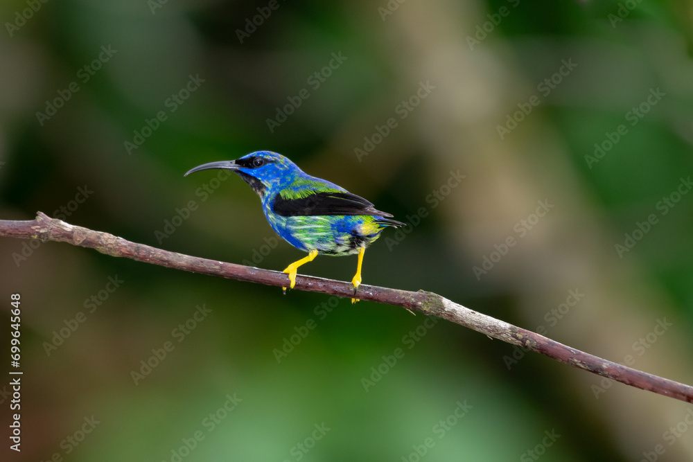 Portrait of a Purple Honeycreeper perching on a branch in a bird santuary on the island of Trinidad