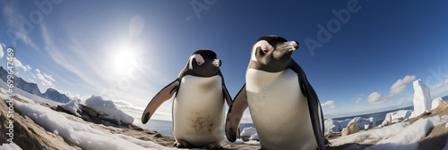  dois pinguins na neve - Fundo de tela panorâmico  photo