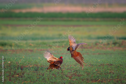The common pheasant (Phasianus colchicus) mating call in the grass photo