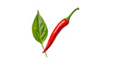 Top-down view. Red chilli with leaf isolated on transparent and white background.PNG image