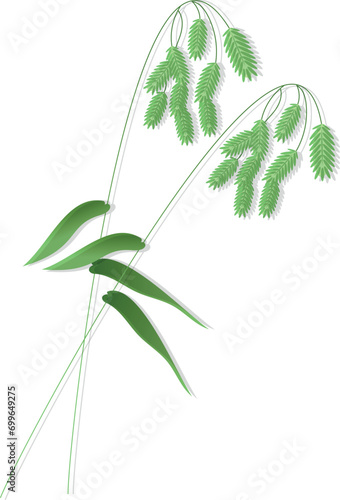 Rattlesnake manna Grass, Glyceria canadensis,grass shoots vector stock illustration. Fresh green young grass. Panicle. Template for a wedding card. Isolated on a white background.