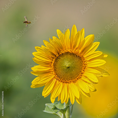 Honey Bee (Apis mellifica) flying on blossom of yellow blooming sunflower (Helianthus annuus), Hesse, Germany photo