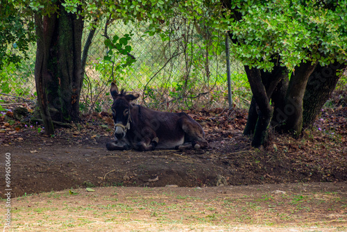 A sweet donkey foal resting on green grass