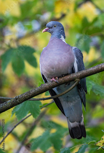Common Wood Pigeon (Columba palumbus) close-up in Great Maple tree (Acer pseudoplatanus), Hesse, Germany