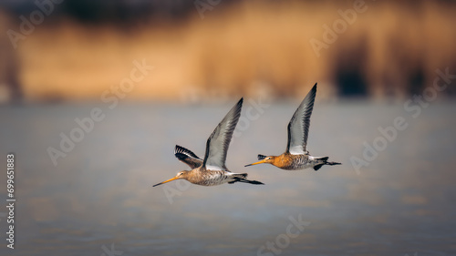 Grutto, Black-tailed Godwit, Limosa limosa