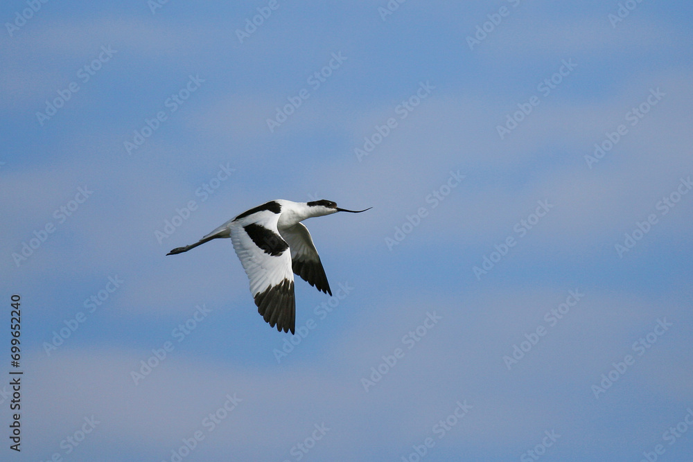 Pied Avocet (Recurvirostra avosetta), flying, Schleswig-Holstein, Germany