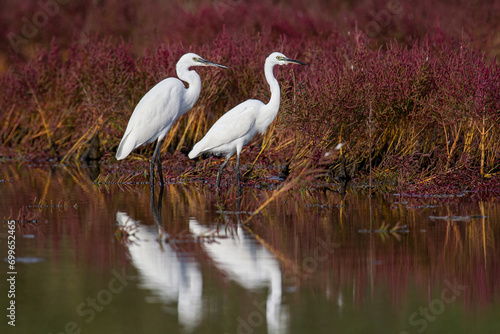 Little Egret  Egretta garzetta   adults foraging in salt marsh  Croatia