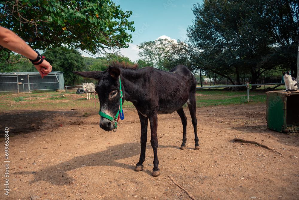 A black small donkey in a field A black small donkey in a field