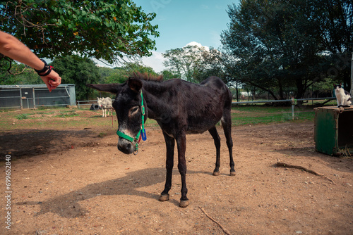 A black small donkey in a field