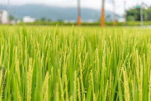 Canvas Print Paddy field close up