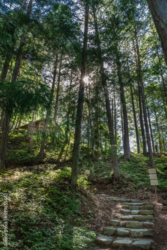 Path in Forest