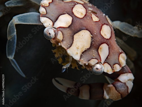 Harlequin Swimming Crab (Lissocarcinus laevis) photo