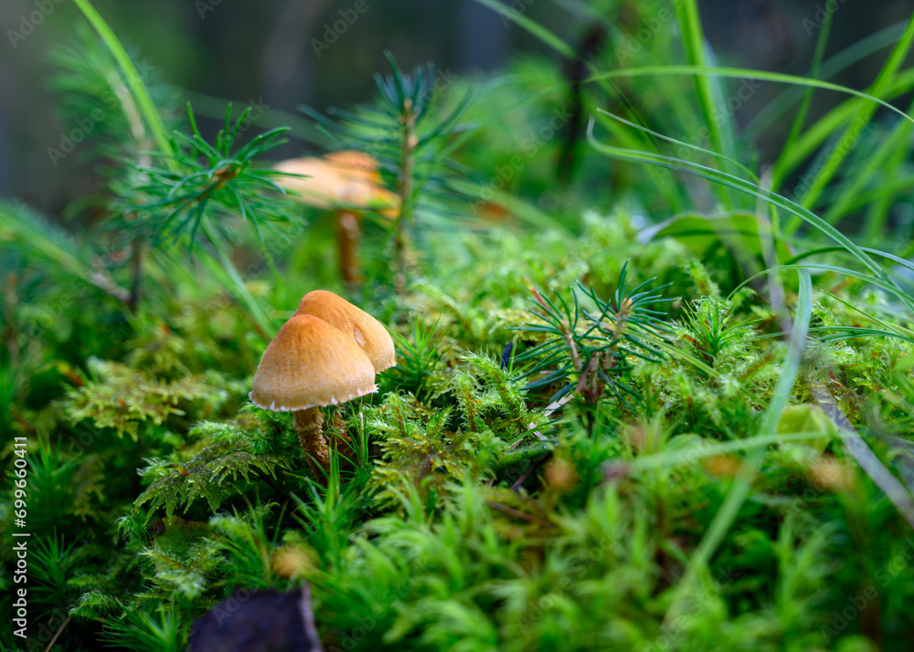 mushrooms in the woods of Austria mushrooms in the woods of Austria