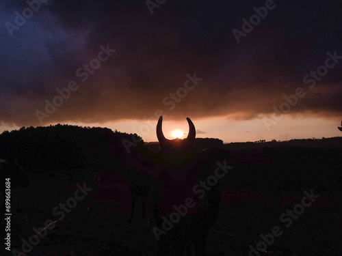 Sunset through a cow's horns