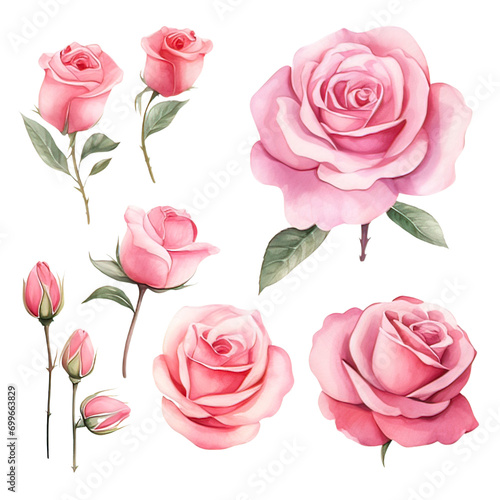 Watercolor Pink Rose Clipart Collection on a transparent background - 1