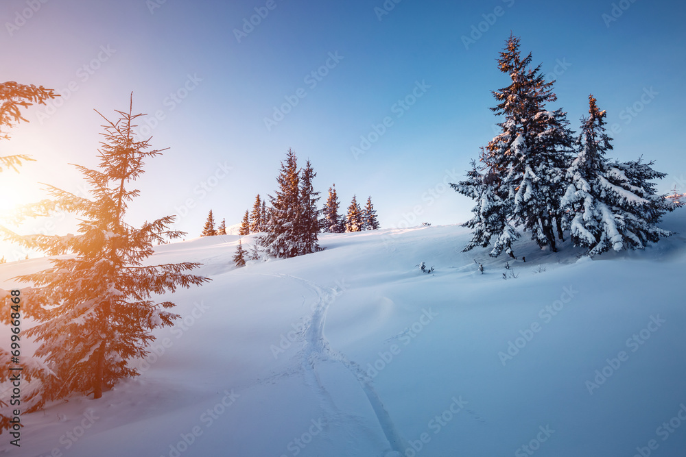 Fototapeta premium Snow-covered white spruce trees on a frosty sunny day.