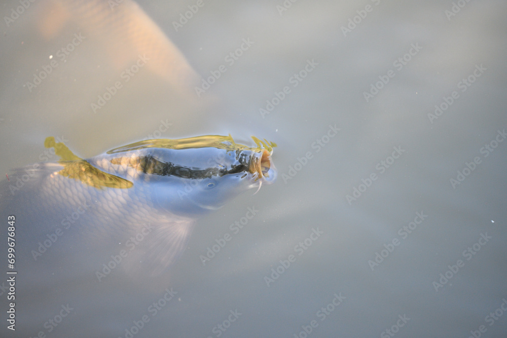 River carp swims on the surface of the pond and catches oxygen