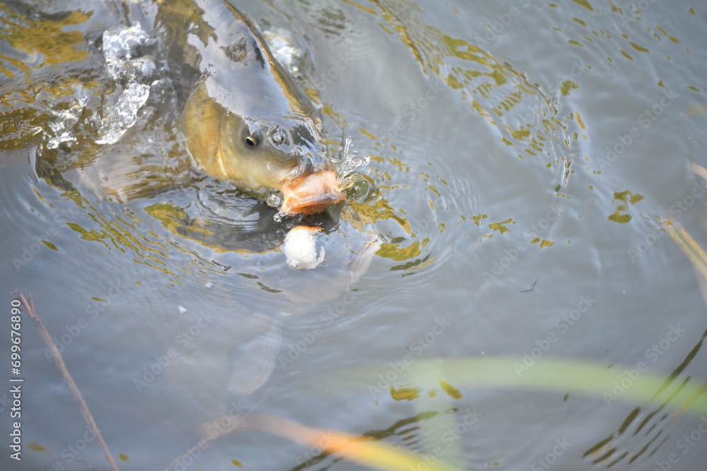 River carp opens its mouth above the surface to catch food