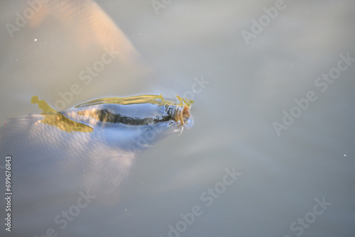 Obraz na płótnie River carp swims on the surface of the pond and catches oxygen w salonie