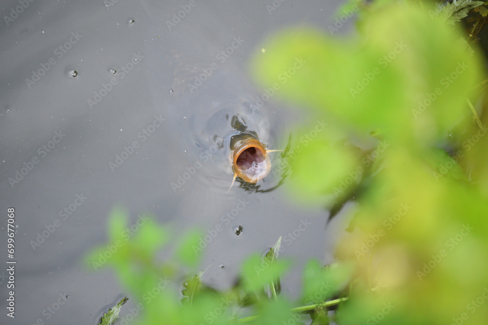 River carp swims on the surface of the pond and catches oxygen