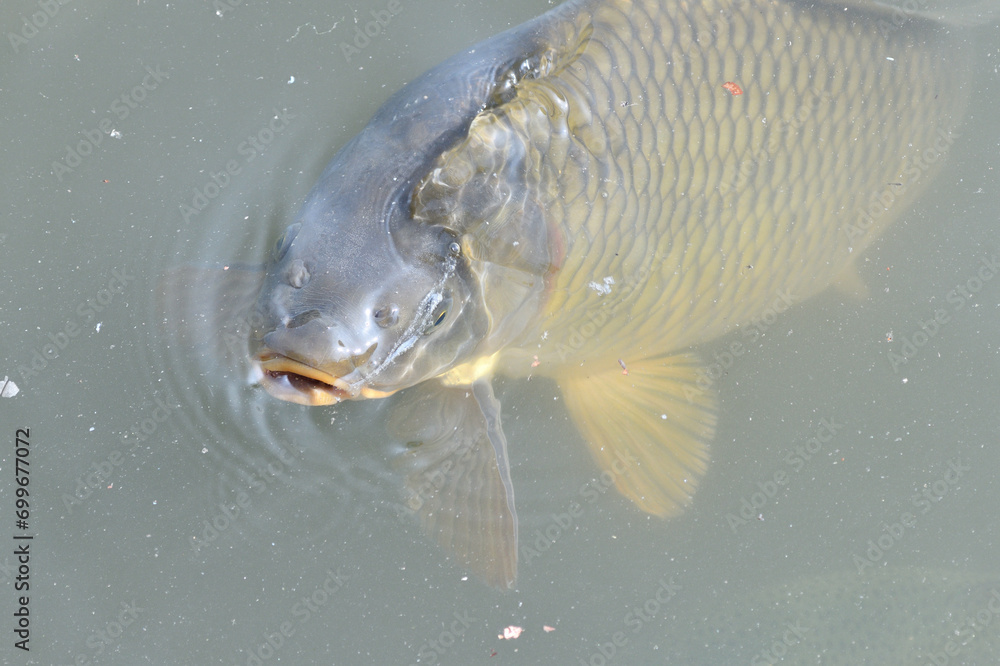 River carp hunt for food above the surface of the pond