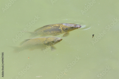 River carp swims on the surface of the pond and catches oxygen