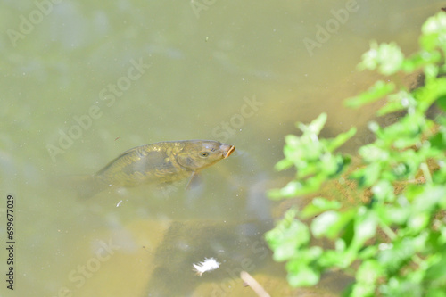 Obraz na płótnie River carp hunt for food above the surface of the pond w salonie