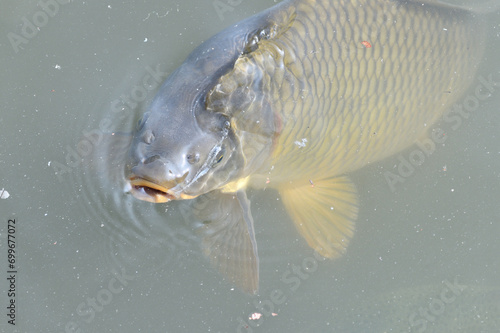 Obraz na płótnie River carp hunt for food above the surface of the pond w salonie