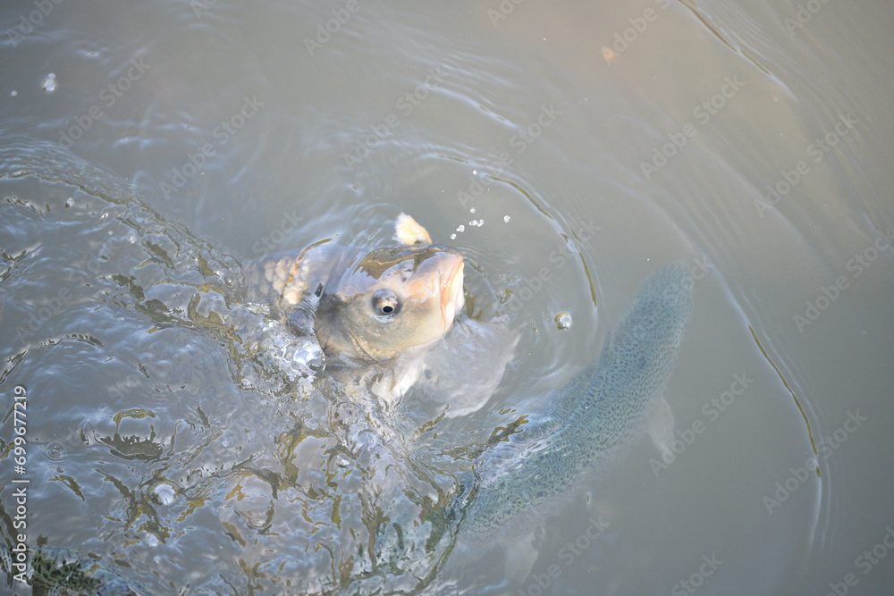 River carp swims on the surface of the pond and catches oxygen