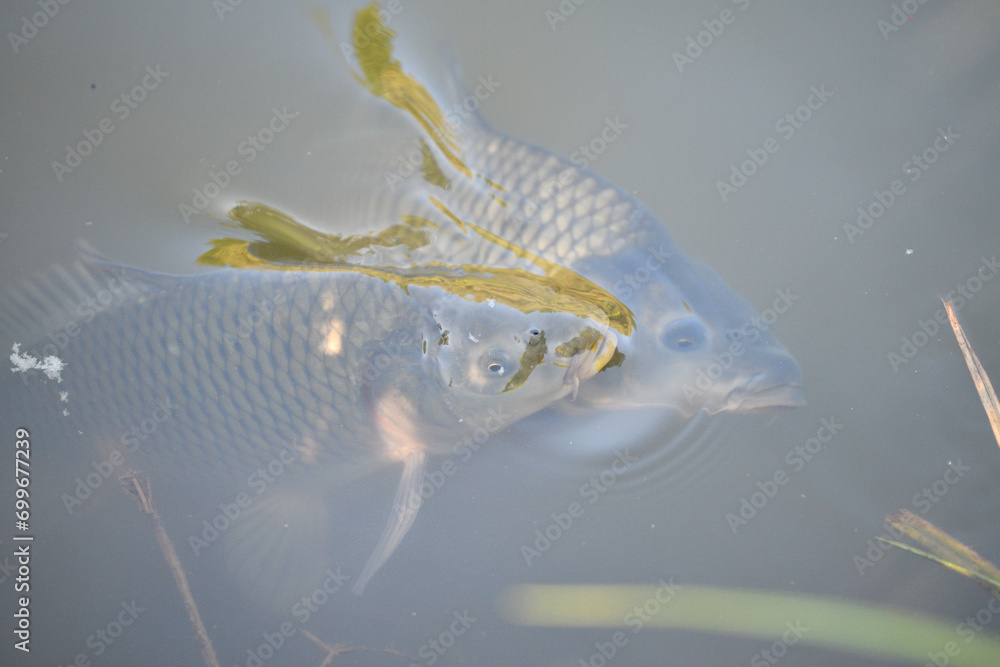 River carp hunt for food above the surface of the pond