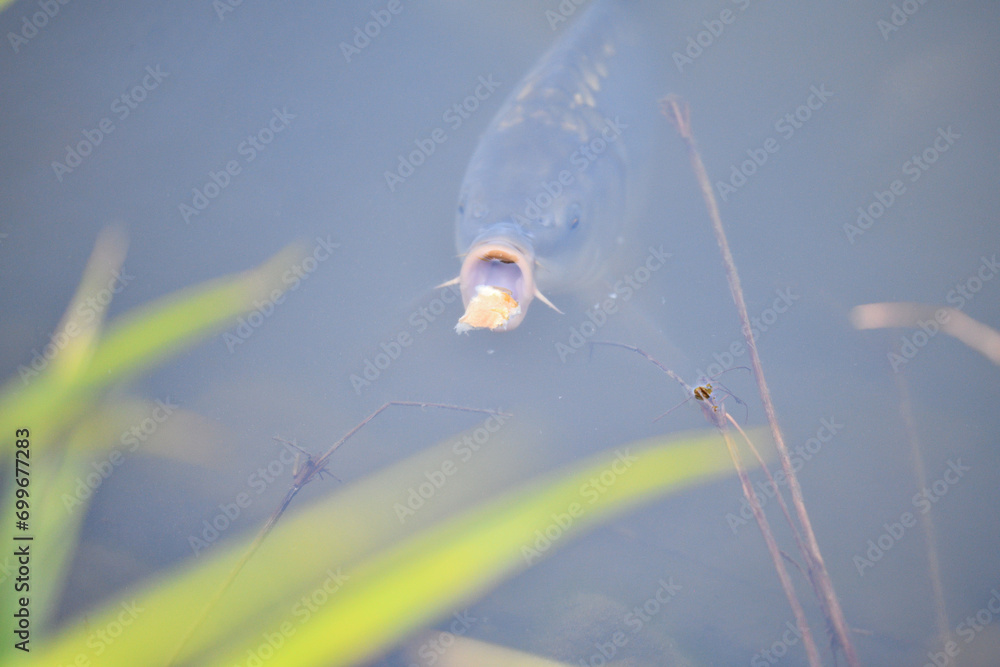 River carp opens its mouth above the surface to catch food