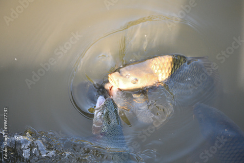 Obraz na płótnie River carp opens its mouth above the surface to catch food w salonie