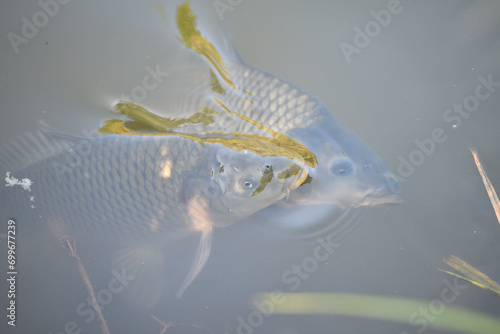 Obraz na płótnie River carp hunt for food above the surface of the pond w salonie